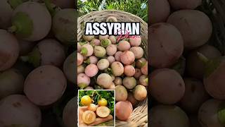 Cobain Assyrian Plum Si Paling Lendir #buah #lasura #shorts