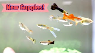 HOW TO ADD NEW GUPPIES INTO A GUPPY TANK