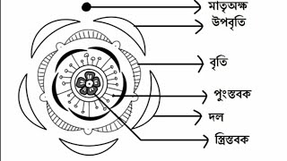 Floral Diagram Of Hibiscus / Malvaceae