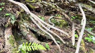 Vipera Berus is Austrian Alps near Krumpensee