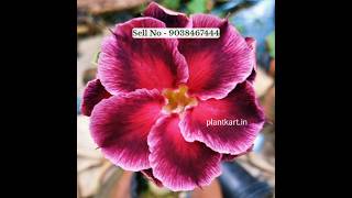 Adenium new colours online sell plant nursery kolkata wholesale rate #adenium #plants #flower