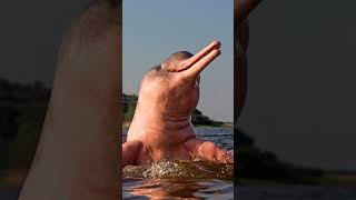 Meet The Indus River Dolphin