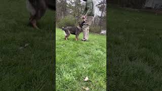 Puppy Weaving Through Legs 🐕 #dog #shorts #shortvideo #dogtraining