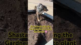 SHASTA dog is having fun in the FLOWER 🌸 BED, just a thing of beauty!!