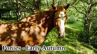 Our Kaimanawa Ponies in Early Autumn Sun #4k #ponies #kaimanawa #newzealandnature