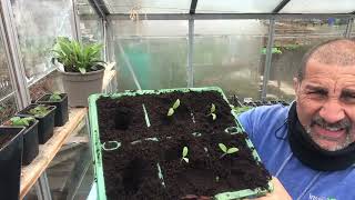 No 29 - More Potting On & See How I Transplant My Parsnips.