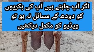 دودھ والی بکری کے ہوا نے سوچھ جانا اور ان کا علاجAsthma in dairy goats and their treatment {Part.1}