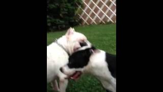 Bully Pit meets his match...