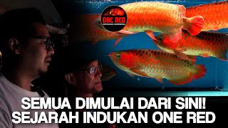 Indukan Umur 27 Tahun, Cikal Bakal ONE RED AROWANA! Pantas Merah Semua Keturunannya