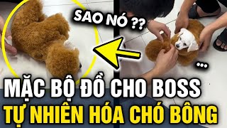 Được chủ MẶC OUTFIT MỚI, con boss từ chó thật bỗng nhiên HÓA CHÓ BÔNG | Tin 3 Phút