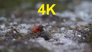 4K Free Stock Footage: Dung beetle (scarab)