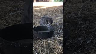 The good stuff. #roberta #cowsmakemehappy #dairy #farm #barncat #cat #cats #greycat