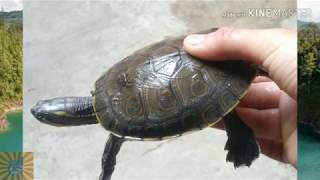 Tortuga pavorreal