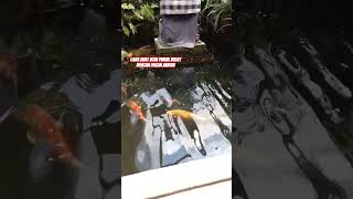 pakan murah buat ikan punuk dan tebsl