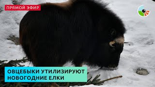 Овцебыки утилизируют новогодние елки в Московском зоопарке