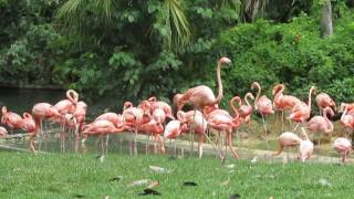 Watching Flamingos at Busch Gardens!