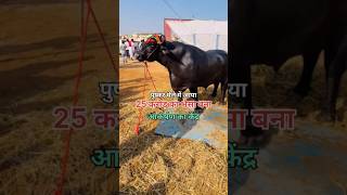 35 करोड़ का भैसा #remix #music #rajasthan #pushkarhorsefair2024 #pushkarhorsefair #pushkarhorse