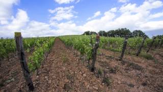 Tenuta Casteani - La vigna