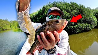 INCREIBLE PESCA CON CAMARON VIVIO EN LOS MANGLARES