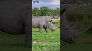 Why Rhino’s Are Important | #rhino #rhinos #shorts #environment #ecosystem