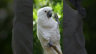 CACATUA BRANCA #shorts #animais #shortsyoutube #animals #curiosidades #shortsfeed #short