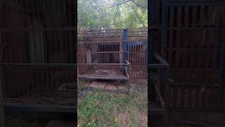 Abandoned farm incl. tiger cages, near Osan, South Korea  #korea #abandoned #abandonedplaces #urbex