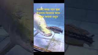 সূরা ইখলাস#islamicvideo #islamicshorts #viralvideos #viralsorts #youtubeshorts #foryou #highlight