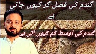 ||How to improve our wheat field||How to control our wheat lost||Gandum ki fasal gir q jati ha||