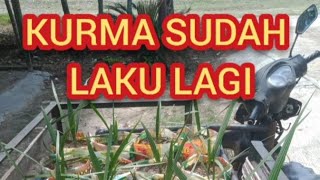 bibit KURMA ku sudah laku lagi.