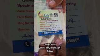 Small Conure|Green cheek conure feather samples |for DNA testing|Gender Identification |#Shorts