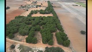 El mini bosque de la Rinconada (Villarrubia de los Ojos)