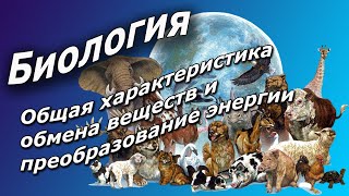 Общая характеристика обмена веществ и преобразование энергии