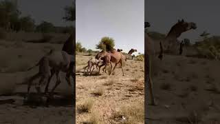 #desert #beautiful #camel #video #viral