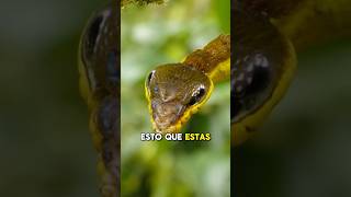 No Es Una Serpiente !! 😱 #curiosidades #datoscuriosos #sabiasque