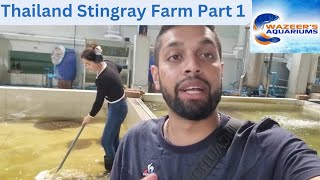 Thailand Stingray Farm Part 1 (Cleaning the ponds)