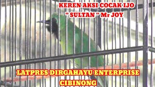 Pertarungan cocak ijo kualitas mewah " SULTAN " Mr JOY - Berakhir raih juara II - LATPRES DIRGAHAYU