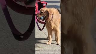 labrador showing its ball skills