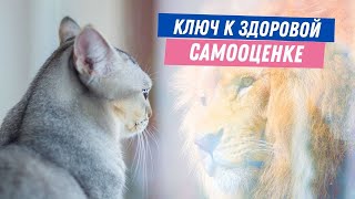 Здоровая самоценка - миф? | Душевный доктор | 9 выпуск