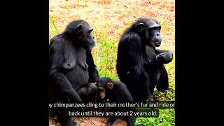 Chimpanzee: Fun Facts and Amazing Lives #documentary #animalexplorer #animalexploration #chimpanzee