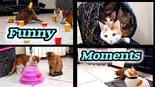 Happy moments with funny cats(2)