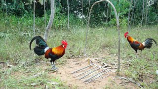 Amazing quick wild chicken trap make from wood - Easy make a wild chicken trap