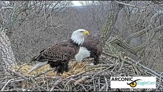 03 11 23 Arconic Mom takes over nest duty