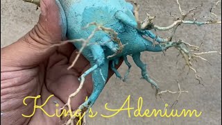 Adenium Care || Adenium  root training || plant repotting || Lahore, Pakistan