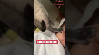 Funny Animals Videos 🤣 | Ep. 605 #shorts #viral #funny