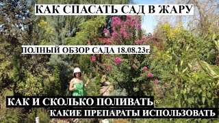 СРОЧНО! Дикая беспощадная жара атакует южный сад! СПАСАЮ РАСТЕНИЯ ОТ ЖАРЫ. Как поливать в жару!