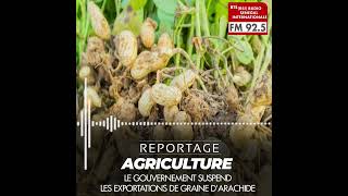 REPORTAGE | AGRICULTURE : Le gouvernement suspend les exportations de graine d'arachide