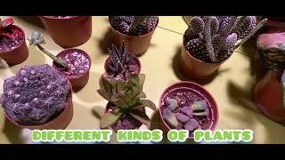 Different kinds of plants