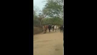 Nicaragua - Cows Blocking the Road