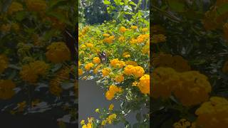 West Indian Lantana flowers || Home Gardening | #flowers #gardening #youtubeshorts