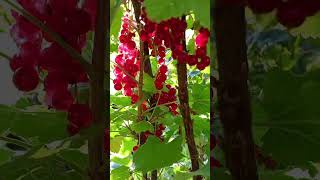 Красная смородина, счастье подари... #смородина #currant #мирвокруг #nature #природнаятерапия